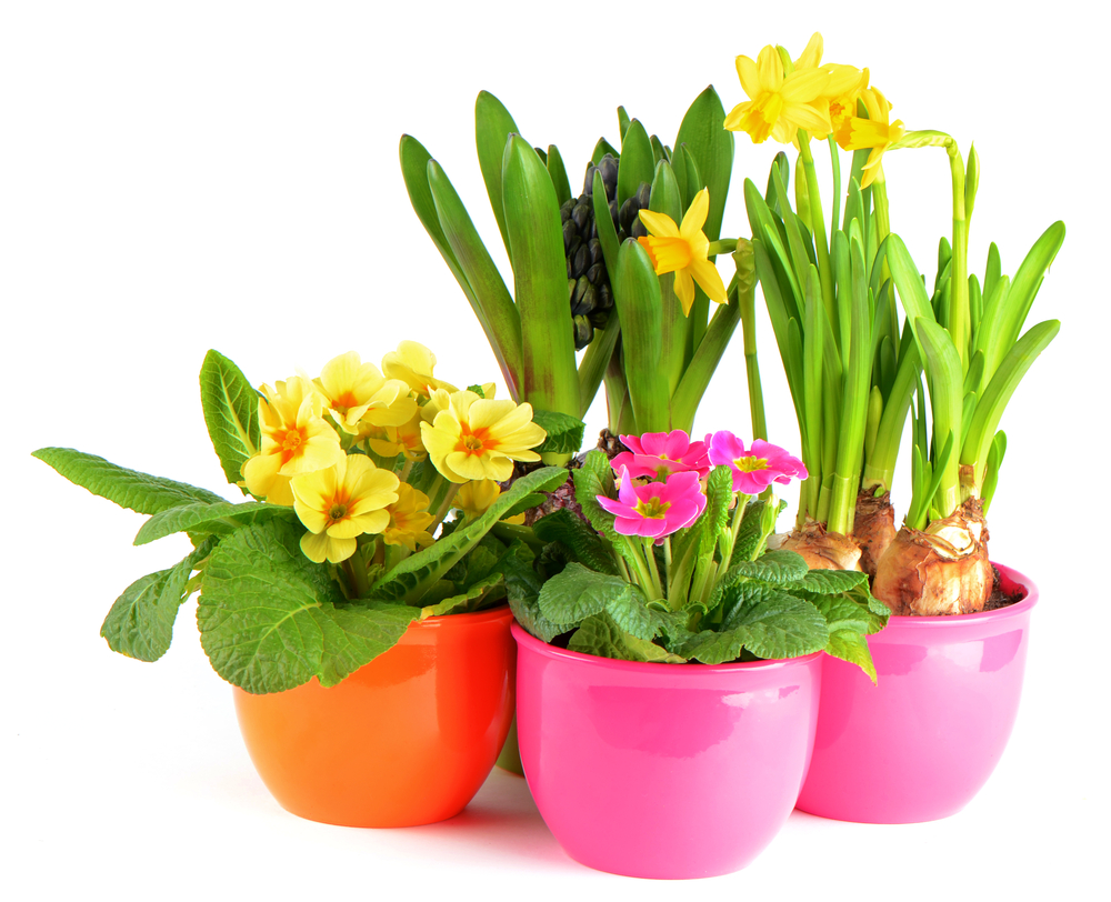 potted flowers
